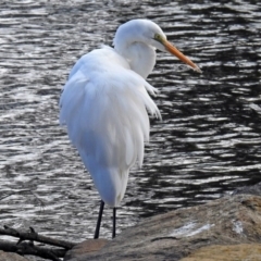 Ardea alba at Gordon, ACT - 19 Jun 2018