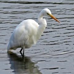 Ardea alba at Gordon, ACT - 19 Jun 2018