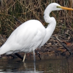 Ardea alba at Gordon, ACT - 19 Jun 2018