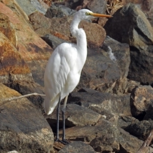 Ardea alba at Gordon, ACT - 19 Jun 2018