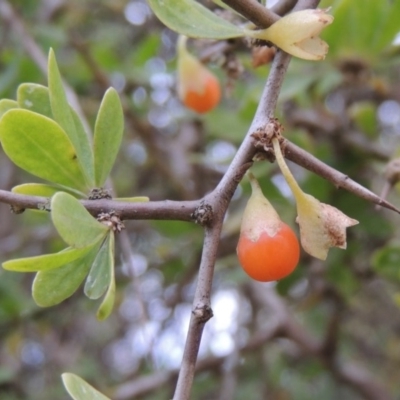 Lycium ferocissimum (African Boxthorn) at Jerrabomberra Wetlands - 28 May 2018 by michaelb