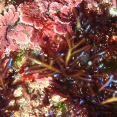 Unidentified Marine Alga & Seaweed at Batemans Marine Park - 27 Mar 2018 by RoyandJenny