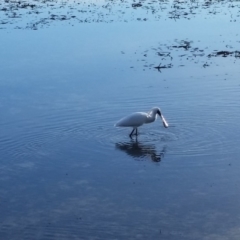 Platalea regia (Royal Spoonbill) at Merimbula, NSW - 20 Jun 2018 by DeanAnsell