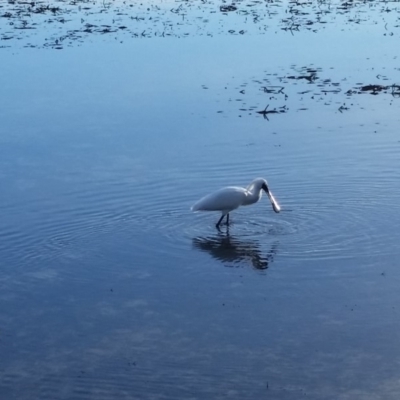 Platalea regia (Royal Spoonbill) at Merimbula, NSW - 21 Jun 2018 by DeanAnsell