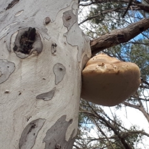 Laetiporus portentosus at Deakin, ACT - 20 Jun 2018