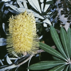 Banksia integrifolia subsp. integrifolia (Coast Banksia) at Jervis Bay, JBT - 27 Apr 1996 by BettyDonWood