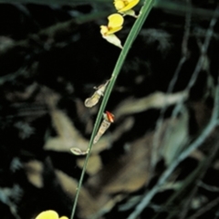 Bossiaea ensata (Sword Bossiaea) at Booderee National Park1 - 12 Aug 1996 by BettyDonWood