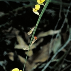 Bossiaea ensata (Sword Bossiaea) at Booderee National Park - 12 Aug 1996 by BettyDonWood