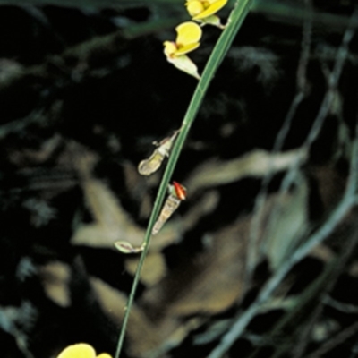 Bossiaea ensata (Sword Bossiaea) at Booderee National Park - 11 Aug 1996 by BettyDonWood