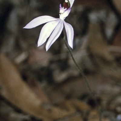 Caladenia picta (Painted Fingers) at Booderee National Park1 - 15 May 1998 by BettyDonWood