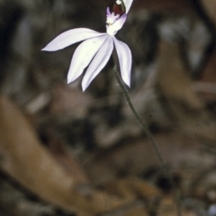 Caladenia picta (Painted fingers) at Booderee National Park - 14 May 1998 by BettyDonWood