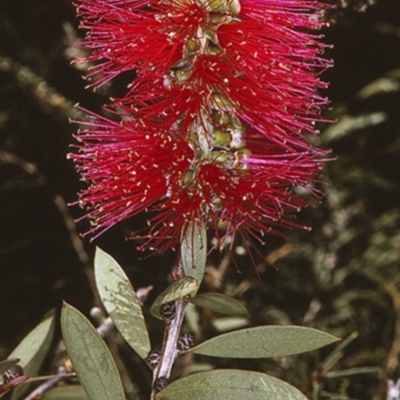Melaleuca citrina (Crimson Bottlebrush) at Booderee National Park - 23 Oct 1996 by BettyDonWood