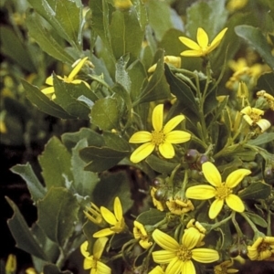 Chrysanthemoides monilifera subsp. rotundata at Booderee National Park1 - 27 Apr 1996 12:00 AM