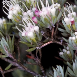 Darwinia camptostylis at Jervis Bay, JBT - 12 Aug 1996 12:00 AM