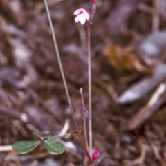 Pullenia gunnii (A Tick-Trefoil) at Booderee National Park1 - 25 Nov 1996 by BettyDonWood