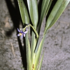 Dianella congesta at Booderee National Park - 26 Apr 1996 by BettyDonWood