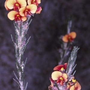 Dillwynia sericea at Booderee National Park1 - 12 Aug 1996 12:00 AM