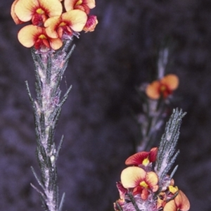 Dillwynia sericea at Booderee National Park1 - 12 Aug 1996