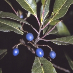Elaeocarpus reticulatus (Blueberry Ash, Fairy Petticoats) at Booderee National Park1 - 25 Apr 1996 by BettyDonWood