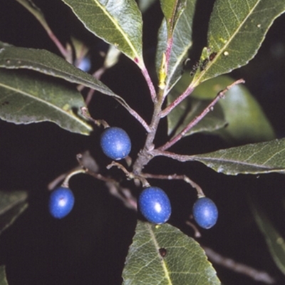 Elaeocarpus reticulatus (Blueberry Ash, Fairy Petticoats) at Booderee National Park1 - 26 Apr 1996 by BettyDonWood