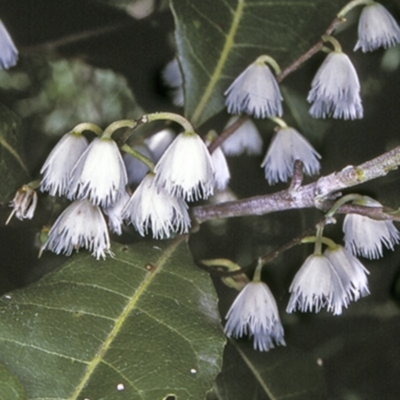 Elaeocarpus reticulatus (Blueberry Ash, Fairy Petticoats) at Booderee National Park1 - 27 Nov 1996 by BettyDonWood