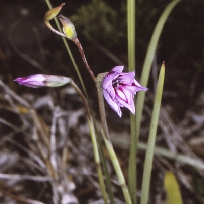 Gladiolus gueinzii (Beach Gladiolus) at Booderee National Park - 26 Nov 1996 by BettyDonWood