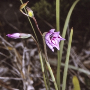 Gladiolus gueinzii at Booderee National Park1 - 27 Nov 1996