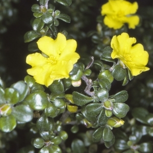 Hibbertia diffusa at Booderee National Park1 - 12 Aug 1996