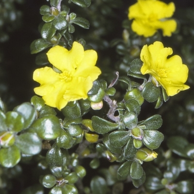 Hibbertia diffusa (Wedge Guinea Flower) at Booderee National Park - 11 Aug 1996 by BettyDonWood