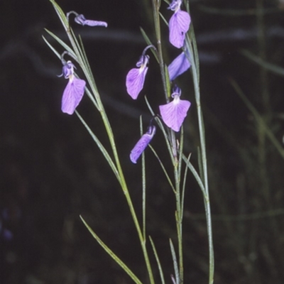 Pigea vernonii subsp. vernonii (Erect Violet) at Booderee National Park - 11 Aug 1996 by BettyDonWood