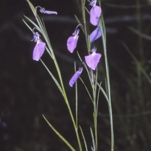 Pigea vernonii subsp. vernonii at Booderee National Park1 - 12 Aug 1996