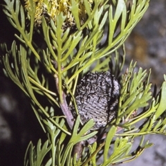 Isopogon anemonifolius (Common Drumsticks) at Jervis Bay, JBT - 25 Apr 1996 by BettyDonWood