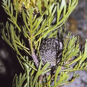 Isopogon anemonifolius at Jervis Bay, JBT - 26 Apr 1996