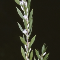 Leucopogon esquamatus (Swamp Beard-Heath) at Booderee National Park - 11 Aug 1996 by BettyDonWood