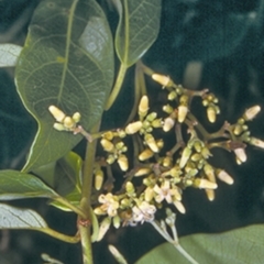 Parsonsia straminea (Common Silkpod) at Booderee National Park1 - 18 Mar 1997 by BettyDonWood