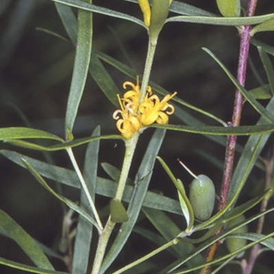 Persoonia mollis subsp. caleyi (Geebung) at Booderee National Park1 - 10 Jul 1997 by BettyDonWood