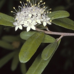 Phebalium squamulosum subsp. argenteum (Silvery Phebalium, Scaly Phebalium) at Booderee National Park1 - 13 Aug 1996 by BettyDonWood