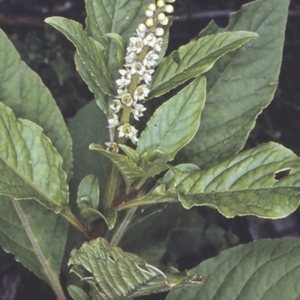 Phytolacca octandra at Booderee National Park1 - 26 Nov 1996