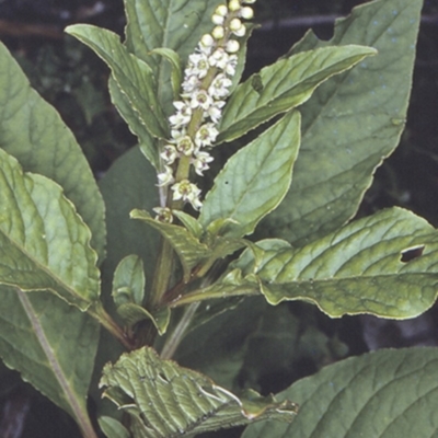 Phytolacca octandra (Inkweed) at Booderee National Park - 25 Nov 1996 by BettyDonWood