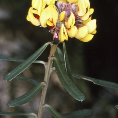 Pultenaea daphnoides (Large-leaf Bush-pea) at Booderee National Park - 11 Aug 1996 by BettyDonWood