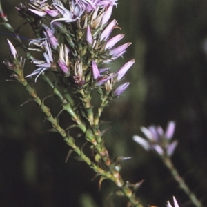 Sprengelia incarnata at Booderee National Park1 - 26 Apr 1996
