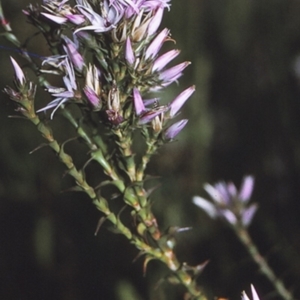 Sprengelia incarnata at Booderee National Park1 - suppressed