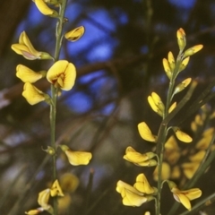 Viminaria juncea (Golden Spray) at Jervis Bay, JBT - 23 Oct 1996 by BettyDonWood