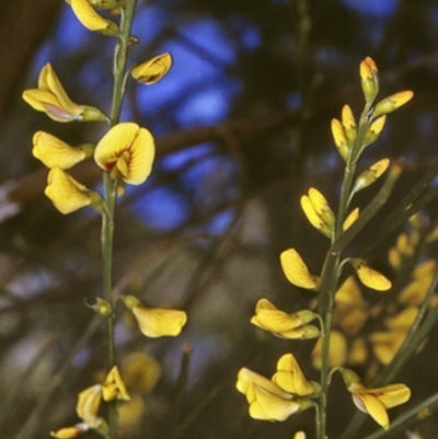 Viminaria juncea (Golden Spray) at Jervis Bay, JBT - 24 Oct 1996 by BettyDonWood