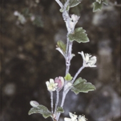 Xanthosia pilosa (Woolly Xanthosia) at Booderee National Park - 13 Aug 1998 by BettyDonWood