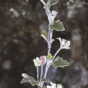 Xanthosia pilosa at Booderee National Park1 - 13 Aug 1998 12:00 AM