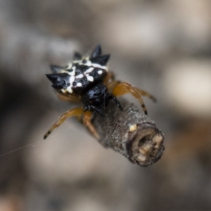 Austracantha minax at Michelago, NSW - 26 Dec 2017