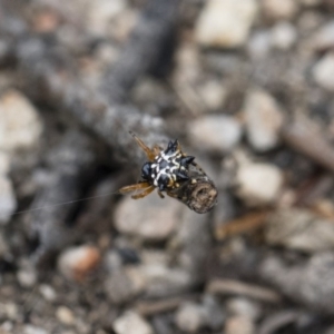 Austracantha minax at Michelago, NSW - 26 Dec 2017 06:28 PM