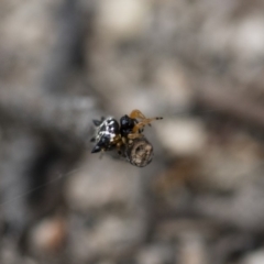 Austracantha minax at Michelago, NSW - 26 Dec 2017