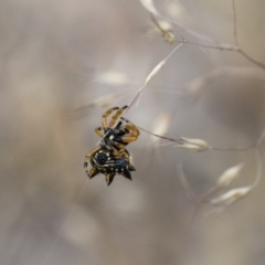 Austracantha minax at Michelago, NSW - 26 Dec 2017